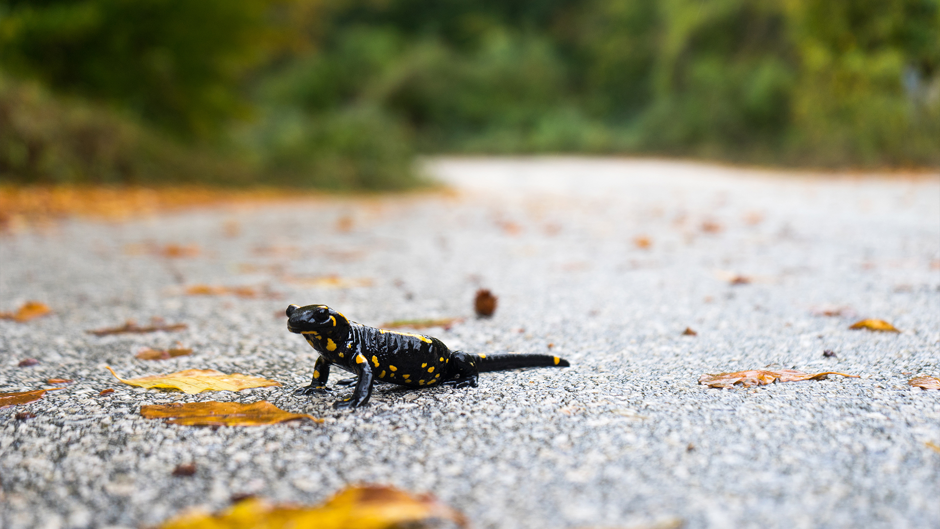 Amphiguard BLÖMEN VuS GmbH