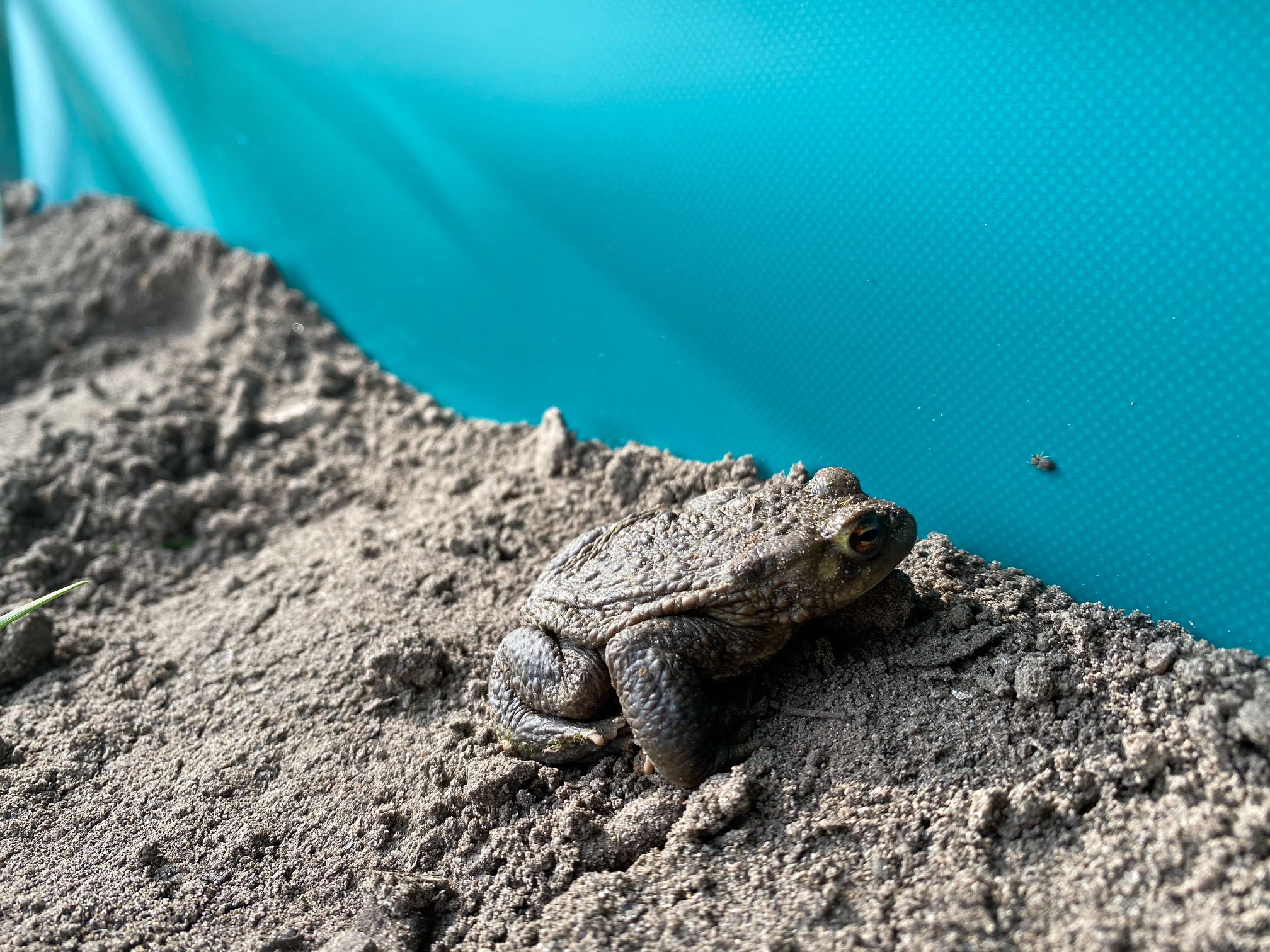 Froschzaun BLÖMEN VuS GmbH